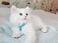 Pofuduk oğlum