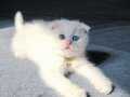 Scottish fold odd eyes bebegimiz