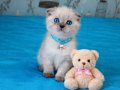 Scottish fold blue point kızımız