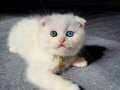 Scottish fold odd eyes bebegim
