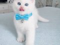 British Shorthair Mavi Gözlü Beyaz Yavru