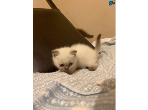 British shorthair ve scottish yavrular 2000tl