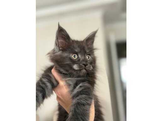 KOLEKSİYONLUK DEV BLACK SMOKE MAINECOON YAVRULARI