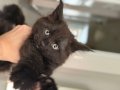 KOLEKSİYONLUK DEV BLACK SMOKE MAINECOON YAVRULARI