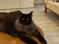 KOLEKSİYONLUK DEV BLACK SMOKE MAINECOON YAVRULARI