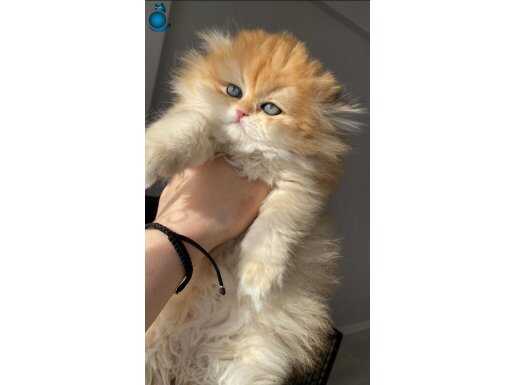 Safkan British Longhair: Altın Kürklü Uysal Dostunuz