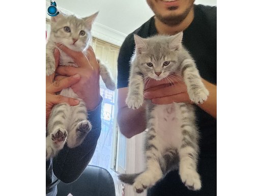 british yavrular erkek ve dişi 