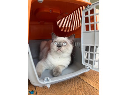 Scottish Fold Bluepoint