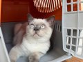 Scottish Fold Bluepoint