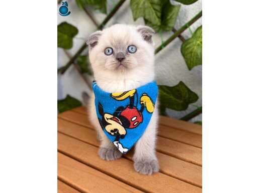 Mavişimiz Erkek Scottish Fold Bebek 
