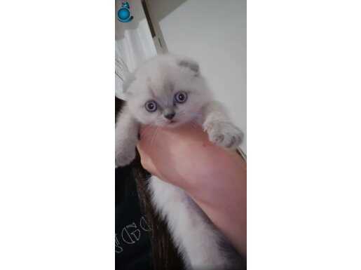 DİŞİ BLUEPOİNT SCOTTİSH FOLD BEBE