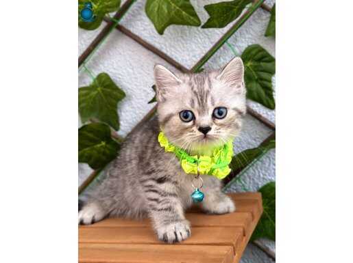 SİLVER DİŞİ BRİTİSH SHORTHAİR YAVRUMUZ