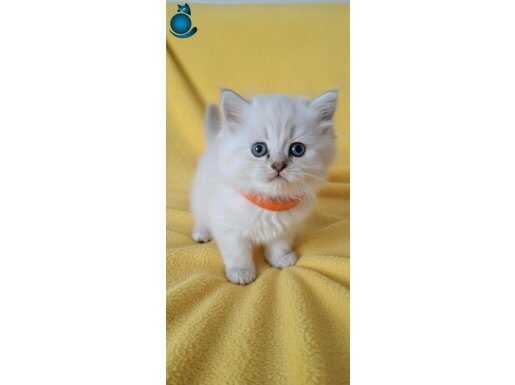 POFUDUK MAVİŞ GÖZLÜ LONGHAİR SEVENLERE