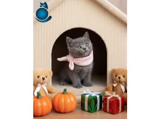 UYGUNA DİŞİ BRİTİSH SHORTHAİR 