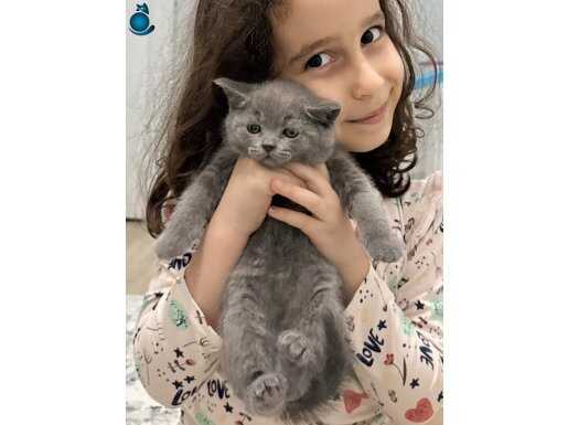 Yakışıklı Erkek British Shorthair Bebemiz