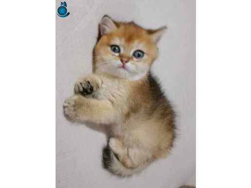 PENDİKTEN DİŞİ GOLDEN HERKESE NASİP OLMAZ 