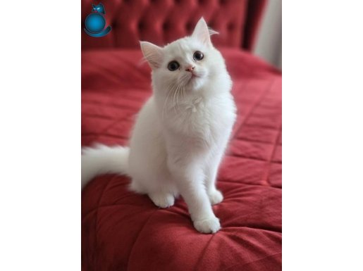 ERKEK BRİTİSH 3 AYLIK