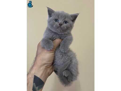 BEBEK SURAT DİŞİ BRİTİSH SHORTHAİR 