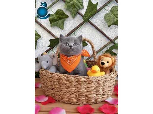 Turuncu Fularlı Bebek Surat British Shorthair Erkek 