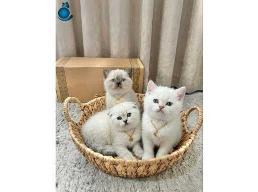 MİNİ MİNİ DİŞİ VE ERKEK KUZUCUKLAR