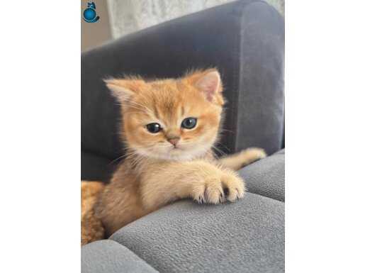 SAFKAN GOLDEN BRİTİSH SHORTHAİR 