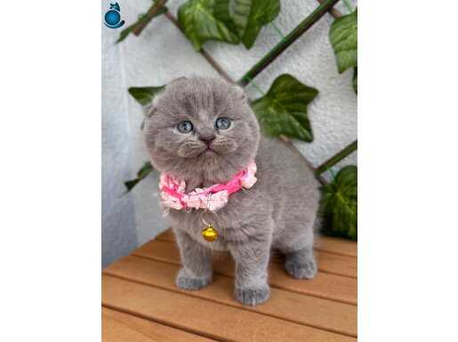 Bebek Surat Prenses Scottish Fold