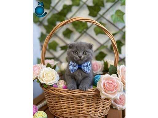 BENDEN BİRTANE DAHA YOK ERKEK SCOTTİSH FOLD