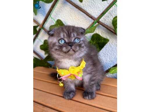 ÖZEL RENK ÇİKOLATA ERKEK SCOTTİSH 