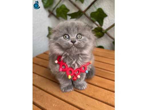 TATLIMI TATLI KIZIM SCOTİSH BEBEK