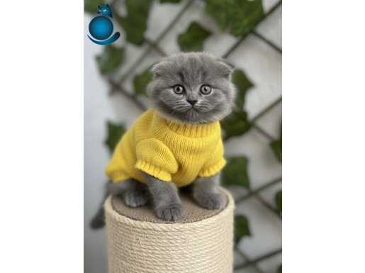 EFSANE GÜZELLİK ŞANSLI SAHİBİNİ BEKLİYOR