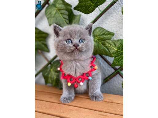 Tombik Surat Erkek British Shorthair 