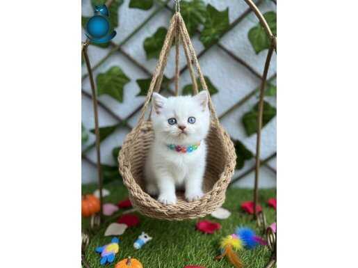 BONCUK GÖZLÜ DİŞİ BRİTİSH BEBEK