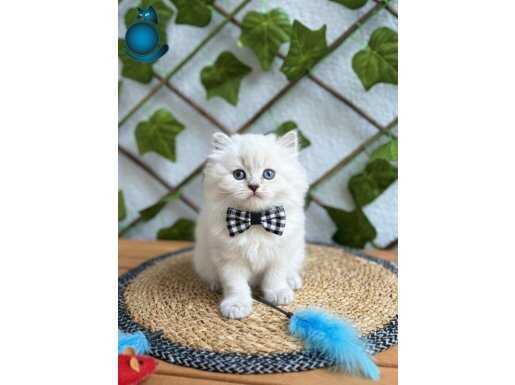 BLUEPOINT BRITISH SHORTHAIR YAVRULAR - EV ORTAMINDA SOSYAL BEBEKLER