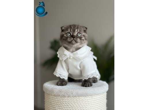 BAKMAYA KIYAMAZSINIZ ERKEK SCOTTİSH 