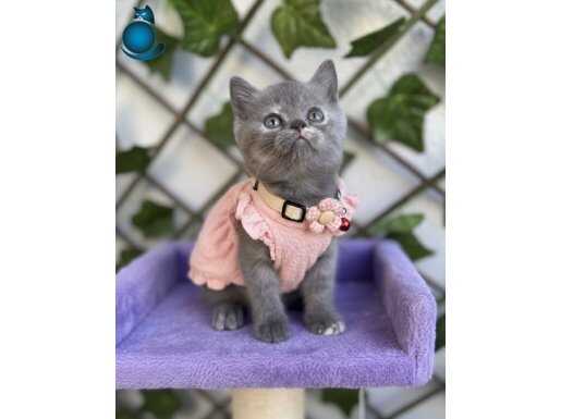 EV ORTAMINDAN DİŞİ BRİTİSH SHORHAİR