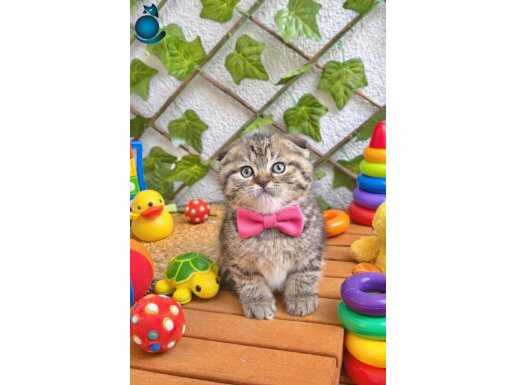 BLACK GOLDEN DİŞİ SCOTTİSH YAVRUMUZ