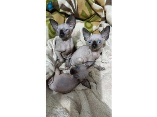 KANADA SFENKS DİŞİ ERKEK