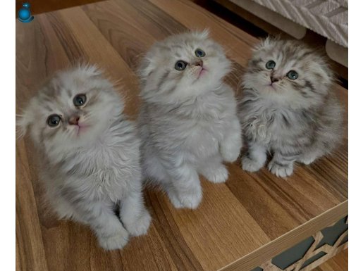  ETKİLEYİCİ DİŞİ ERKEK BRİTİSH SCOTTİSH BEBELER 