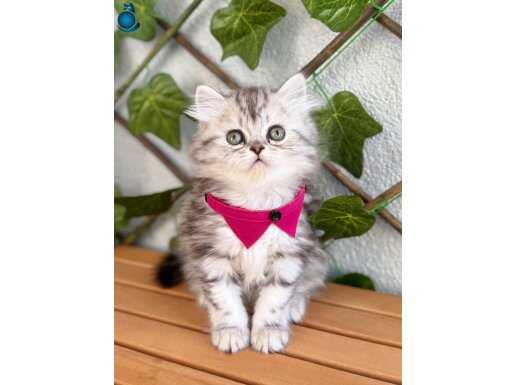 DİŞİ GÜZELLER GÜZELİ SİLVER POFUDUK KIZIMIZ