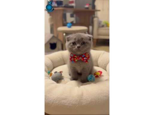 NADİR BULUNAN LILAC RENK DİŞİ ERKEK BEBEĞİM