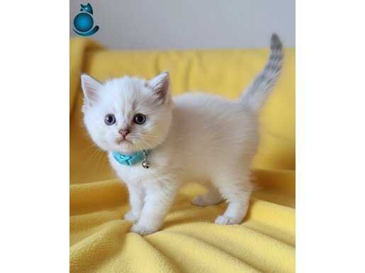 EVİNİZE HUZUR GELECEK BRİTİSH ERKEK