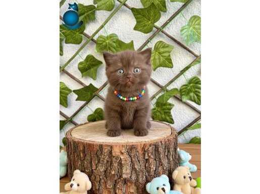 Safkan Cinnamon British Shorthair | Ayıcık Suratlı Özel Renk Güzeli