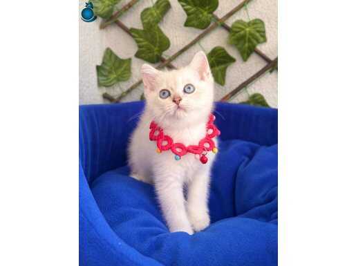 EVİNİZE HUZUR GETİRMEYE GELDİK ERKEK BEBEK