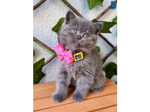 EV ORTAMINDAN DİŞİ BİBLO SURAT BRITISH BEBEK 