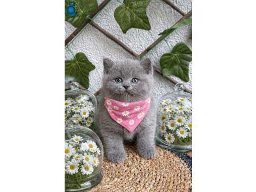 Kömür Gözlü Aycık Surat Dişi British Shorthair – Ev Ortamında Sosyalleşmiş