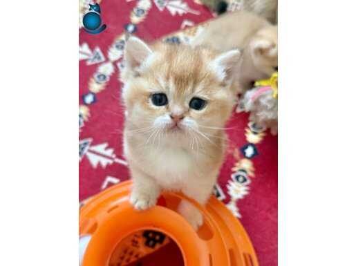 GOLDEN BRİTİSH SHORTHAİR BEBEĞİMİZ 