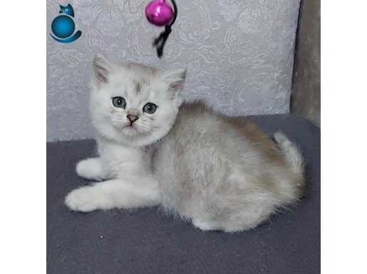 SAFKAN DİŞİ ERKEK SİLVER BRİTİSH SHORTHAİR 