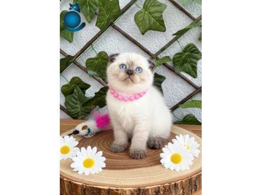 Çikolata Maskeli Safkan Scottish Fold | Sosyal ve Eğitimli Prenses