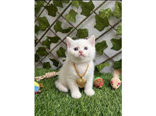 DİŞİ VE ERKEK BEYAZ VE GRİ BRITISH BEBEKLER