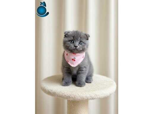 AYICIK SURAT EVİNİZİN MASKOTU OLACAK 